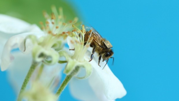 Biene mit RFID-Tag (Bild: CSIRO)